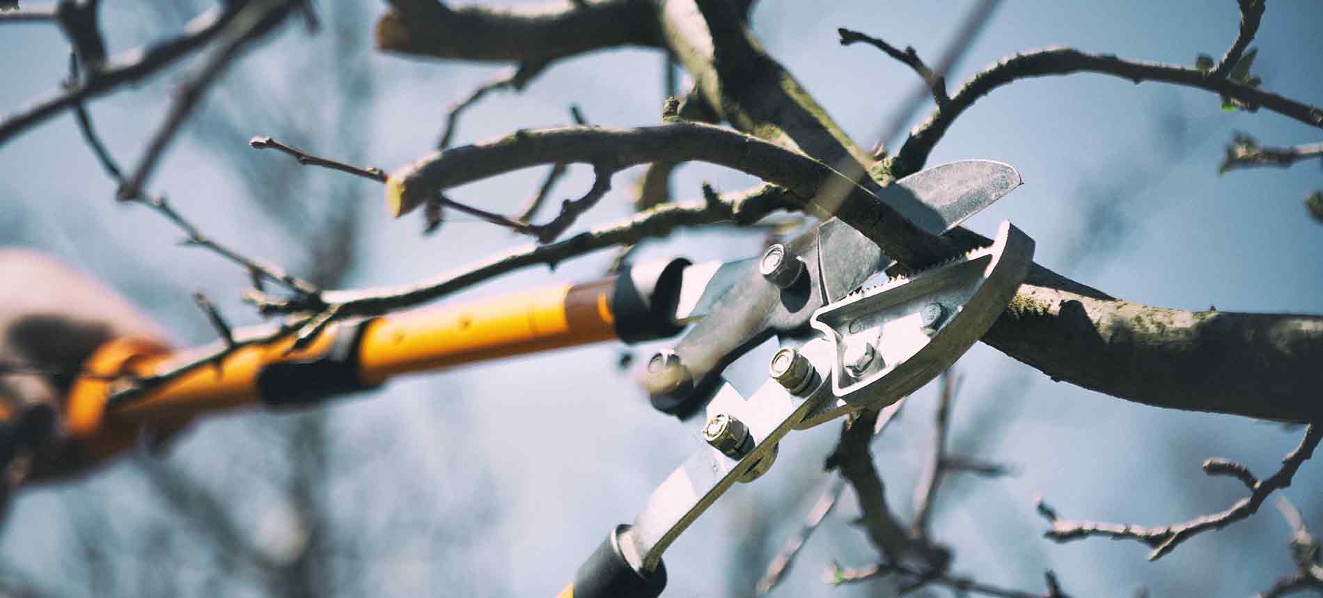 Branche d'arbre en cours de coupe pendant l'élagage hivernal, illustrant les soins nécessaires pour préparer les arbres aux conditions froides de l'hiver.