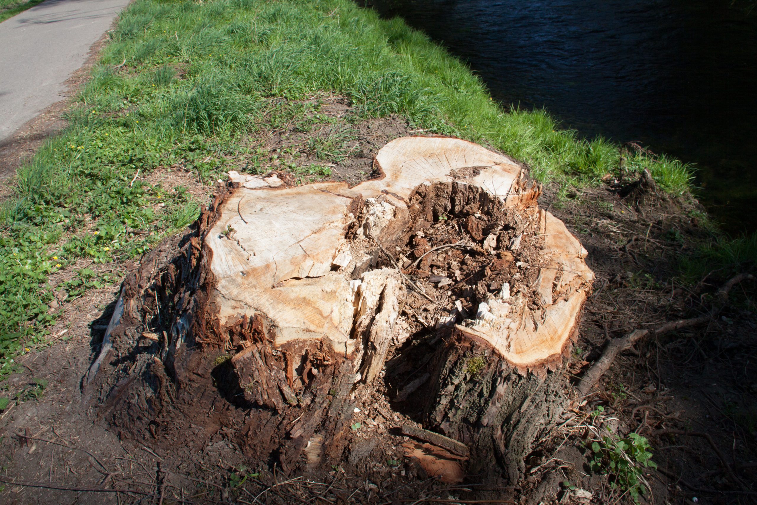 Souche d’arbre malade et vieillissante à Rosheim avant rabotage par Vogel Élagage